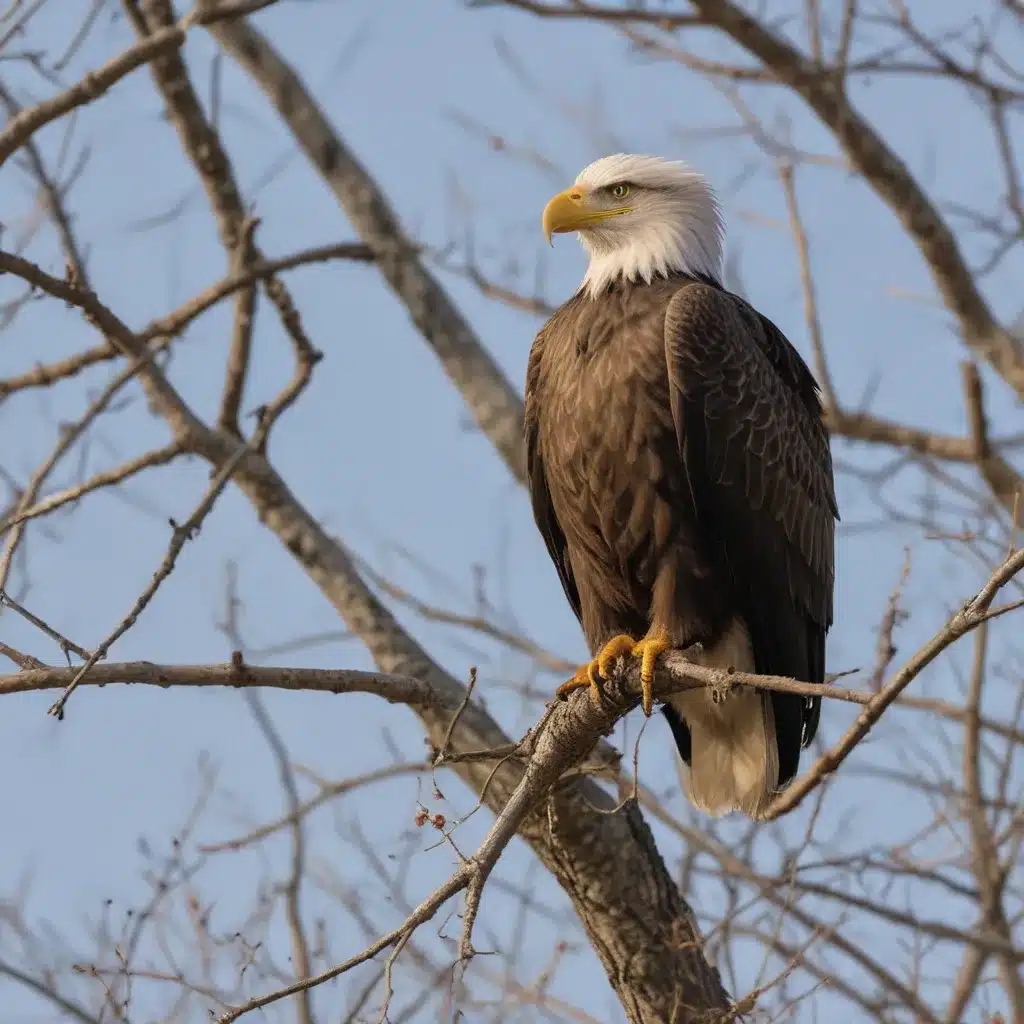 The Eagles Have Landed – Bird Watching at Eagle Ridge